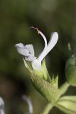 Salvia macrosiphon