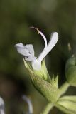 Salvia macrosiphon. Цветок. Таджикистан, предгорья Гиссарского хр., Северные холмы. 15.05.2011.