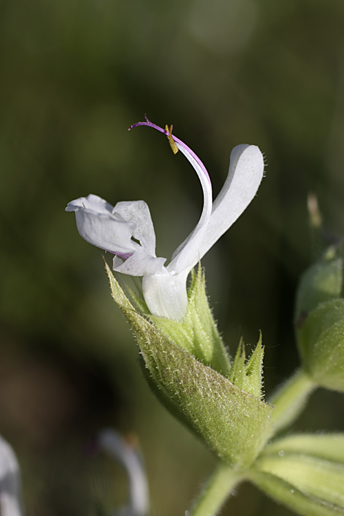 Image of Salvia macrosiphon specimen.