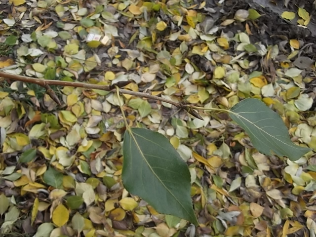 Image of Populus simonii specimen.