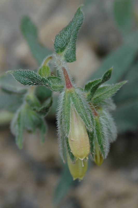 Image of Onosma brevipilosa specimen.