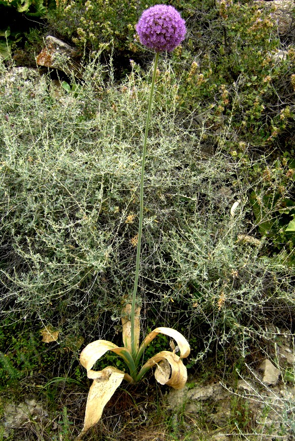 Image of Allium giganteum specimen.