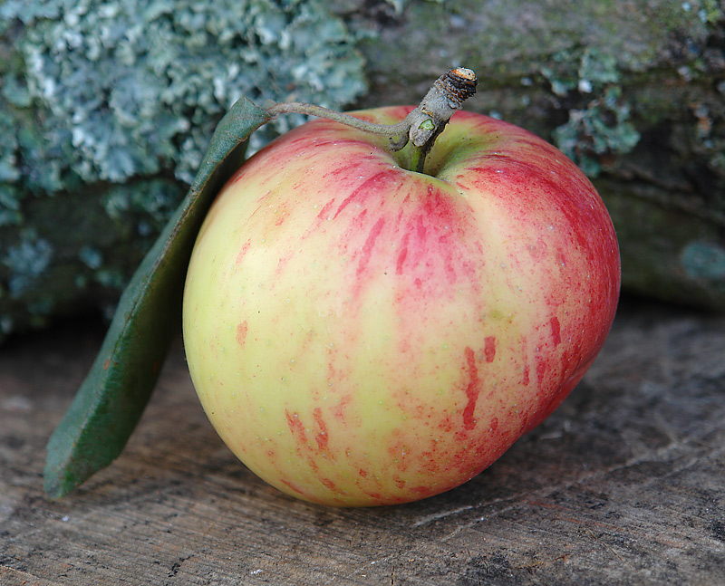 Image of Malus domestica specimen.