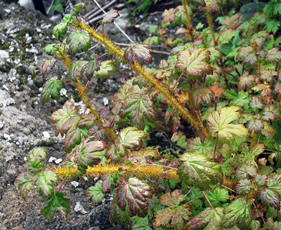 Image of Ribes horridum specimen.