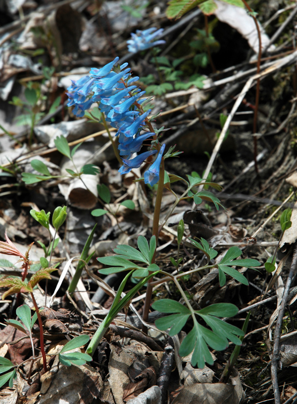 Изображение особи род Corydalis.