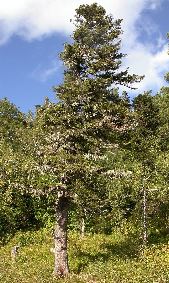 Image of Abies nordmanniana specimen.