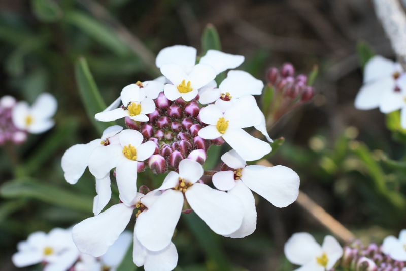 Изображение особи Iberis simplex.
