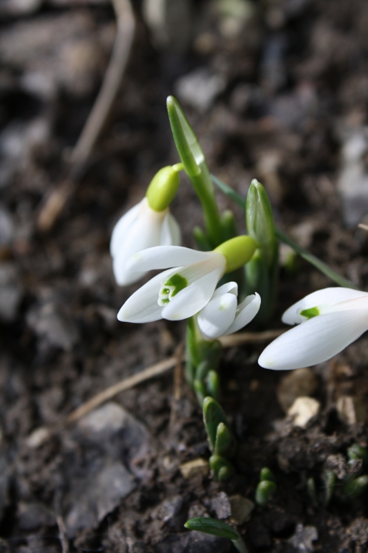 Image of Galanthus alpinus specimen.