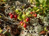 Vaccinium vitis-idaea разновидность minus. Плодоносящее растение. Полярный Урал, массив горы Пызанъиз, кустарничковая тундра. 07.08.2011.