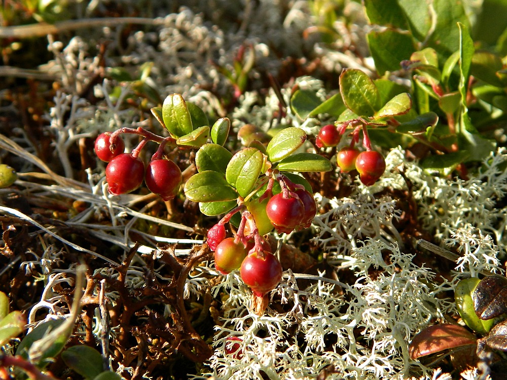 Изображение особи Vaccinium vitis-idaea var. minus.