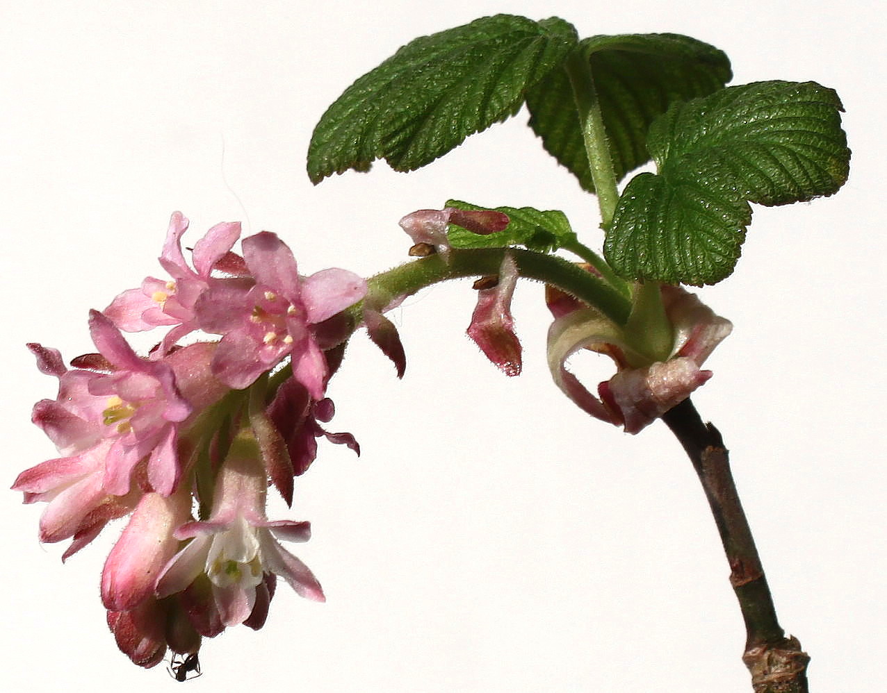 Image of Ribes sanguineum specimen.