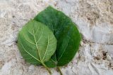 Ficus auriculata. Листья (верхний с обратной стороны). Израиль, Шарон, г. Герцлия, в культуре. 01.04.2012.