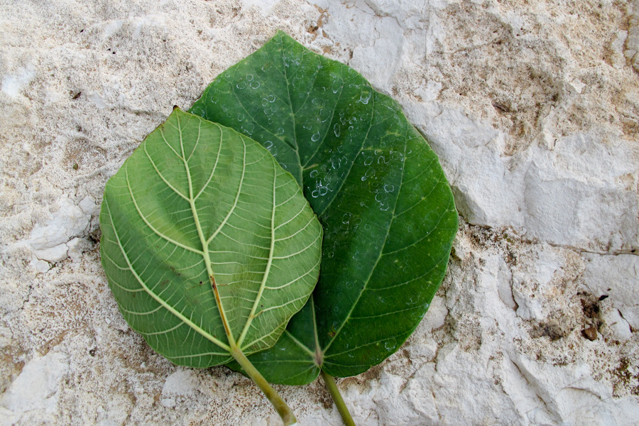 Изображение особи Ficus auriculata.