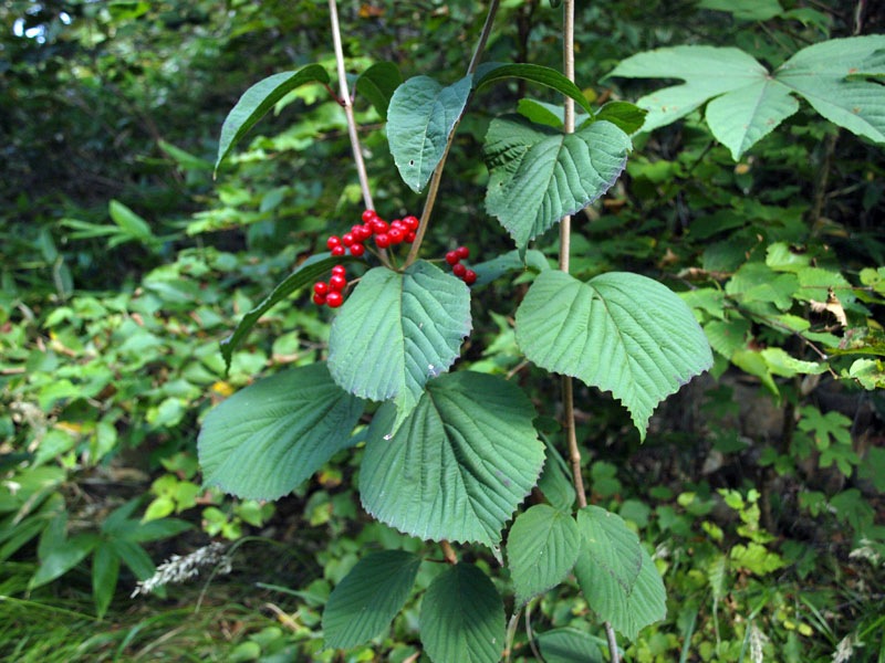 Image of Viburnum wrightii specimen.