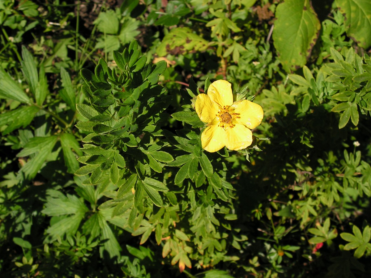 Изображение особи Dasiphora fruticosa.