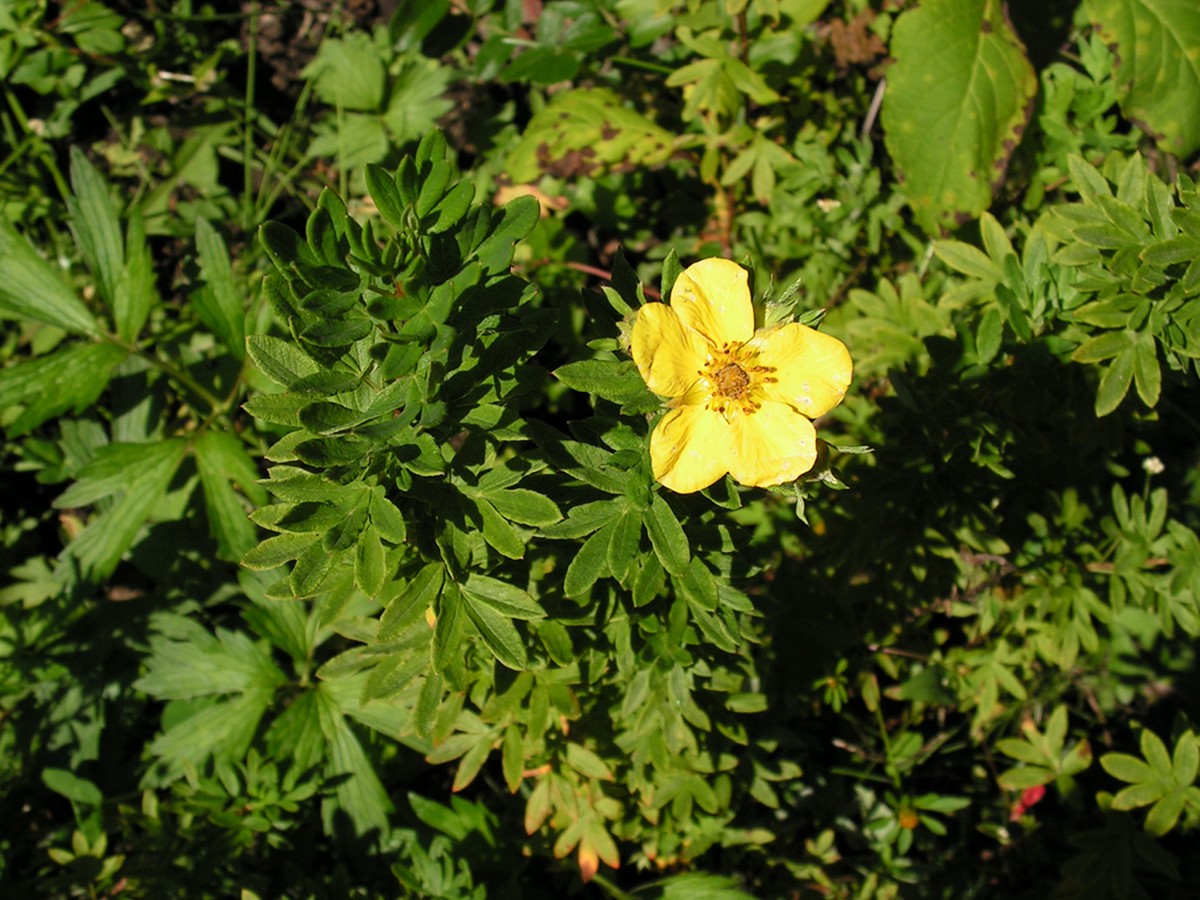 Image of Dasiphora fruticosa specimen.