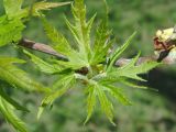 Acer saccharinum