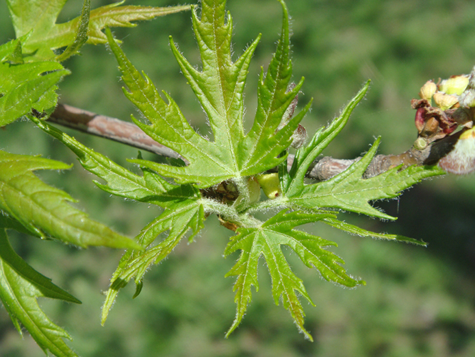 Image of Acer saccharinum specimen.