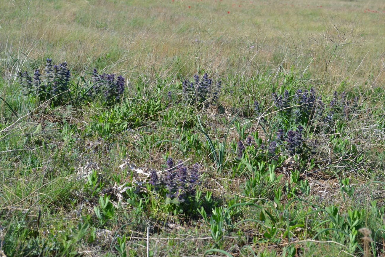 Image of Ajuga orientalis specimen.