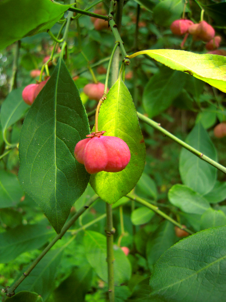 Изображение особи Euonymus bungeanus.