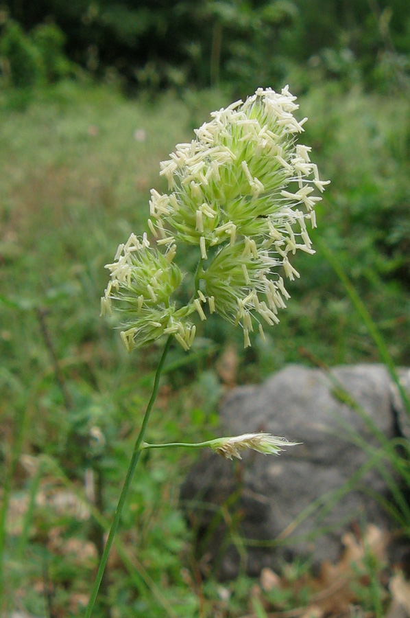 Изображение особи Dactylis glomerata.