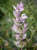 Salvia sclarea