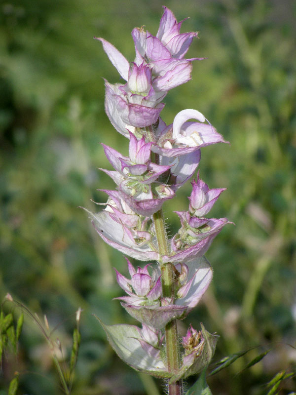 Image of Salvia sclarea specimen.