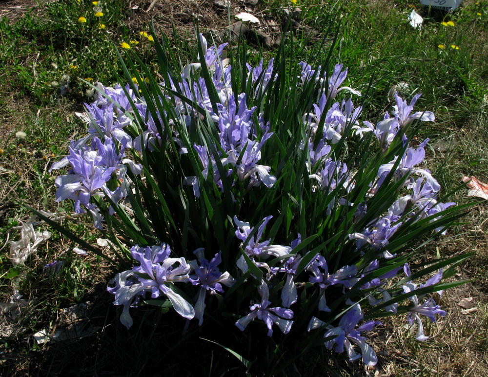 Image of Iris biglumis specimen.