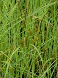 Carex kirganica. Верхние части стеблей с соплодиями и отцветшими тычиночными колосками. Приморский край, г. Находка, болото. 13.06.2012.