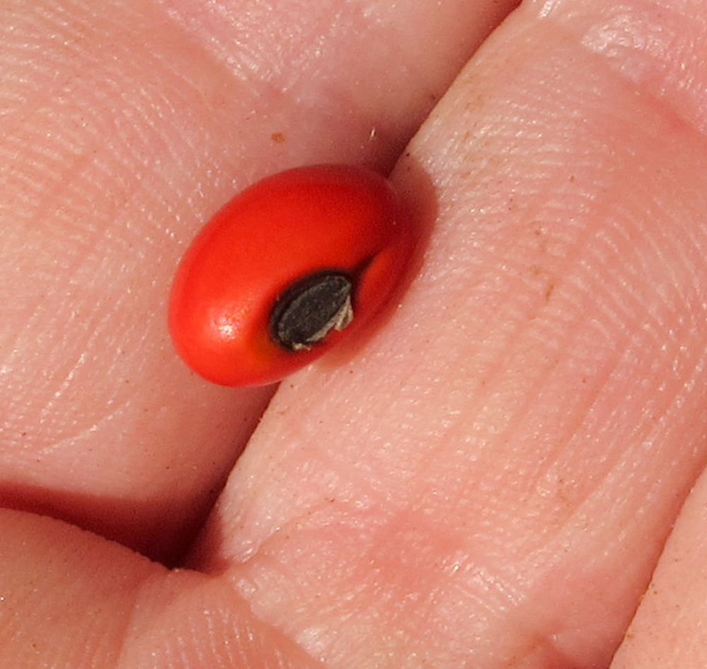 Image of Erythrina corallodendron specimen.