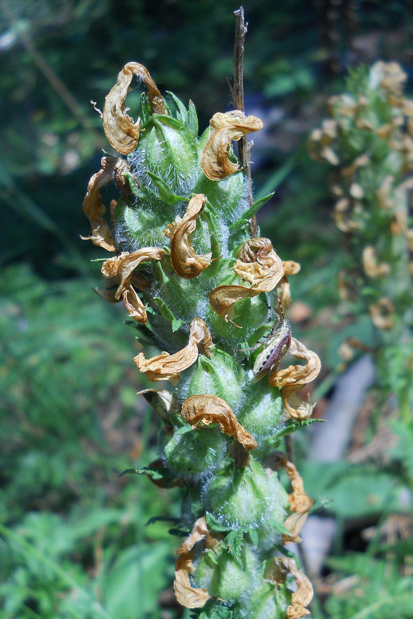 Image of Pedicularis sibthorpii specimen.