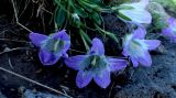 Campanula tridentata