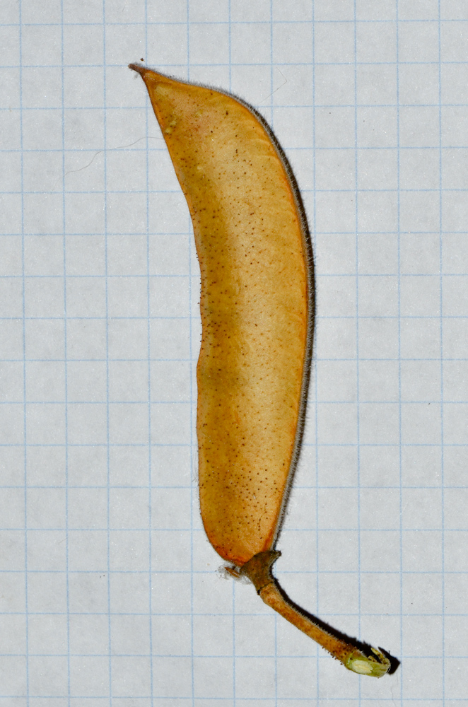 Image of Caesalpinia gilliesii specimen.