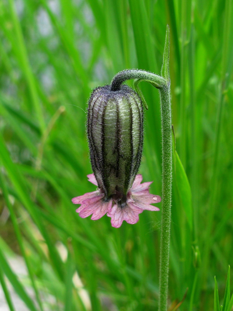 Image of Gastrolychnis tristis specimen.