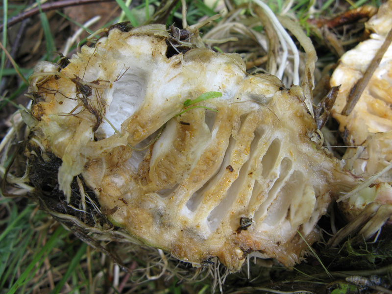 Image of Cicuta virosa specimen.