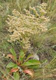 Goniolimon elatum. Цветущее растение. Татарстан, Бавлинский р-н, остепнённый склон. 14.07.2012.