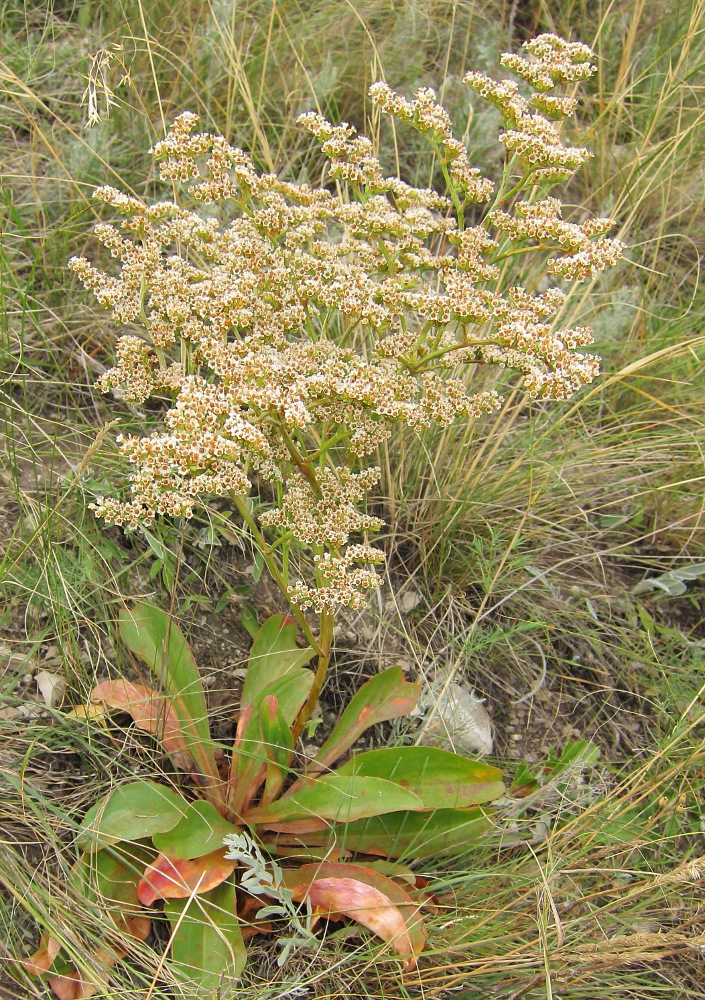 Image of Goniolimon elatum specimen.