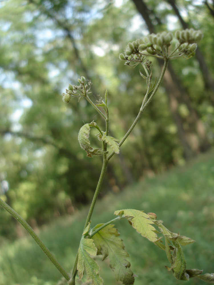 Image of Torilis japonica specimen.