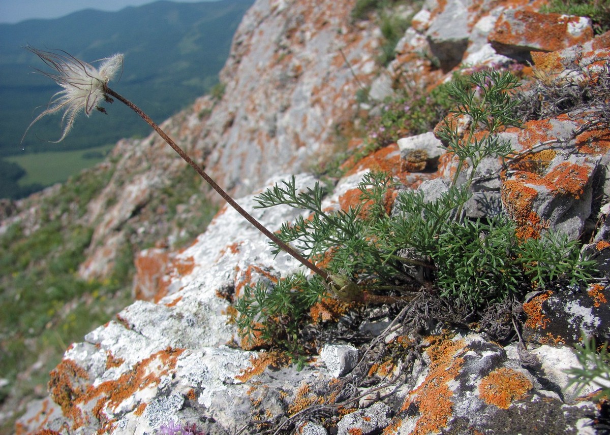 Изображение особи Pulsatilla tenuiloba.