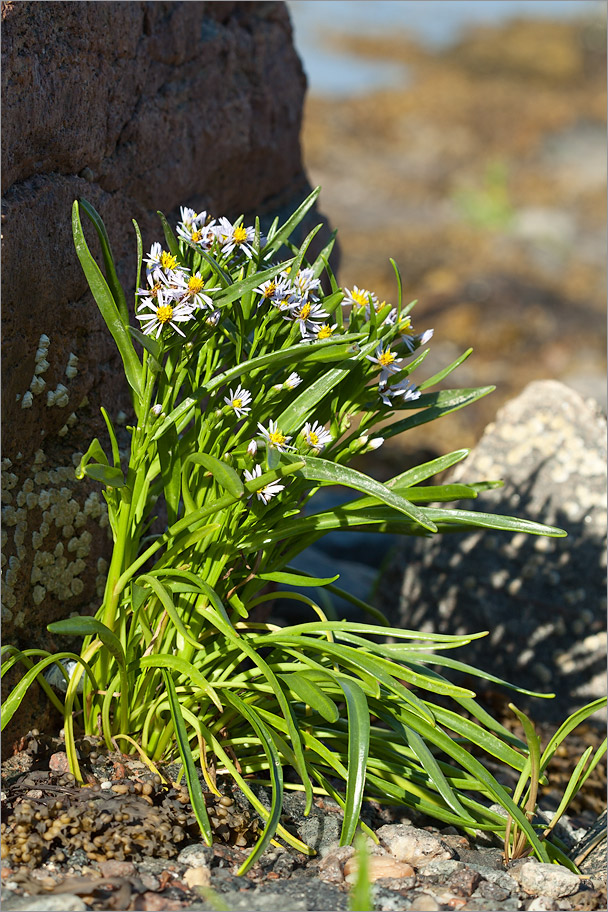 Image of Tripolium pannonicum ssp. tripolium specimen.