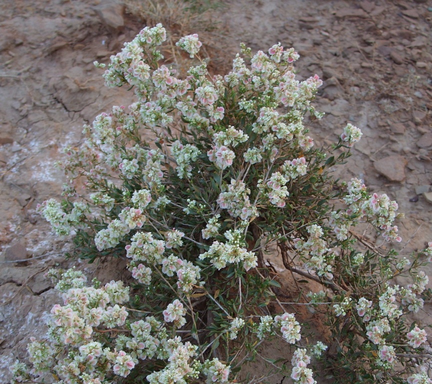 Изображение особи Atraphaxis frutescens.