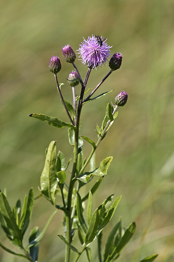 Image of Cirsium setosum specimen.