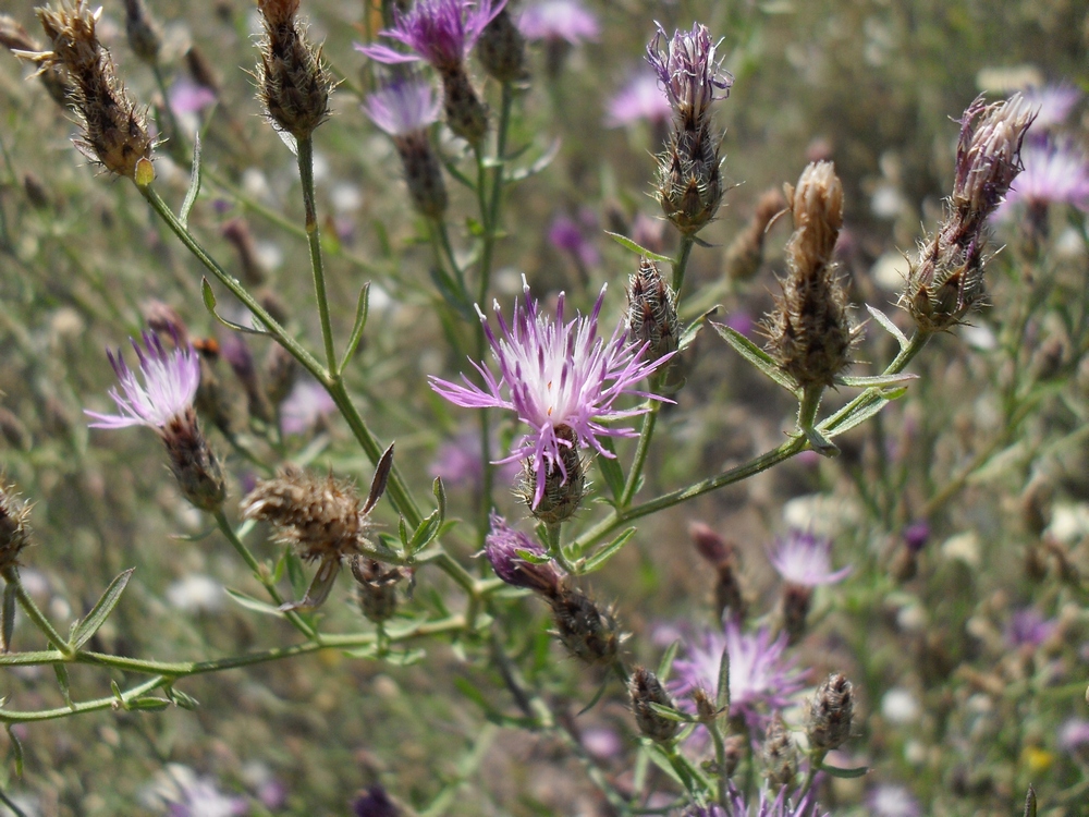 Image of Centaurea diffusa specimen.