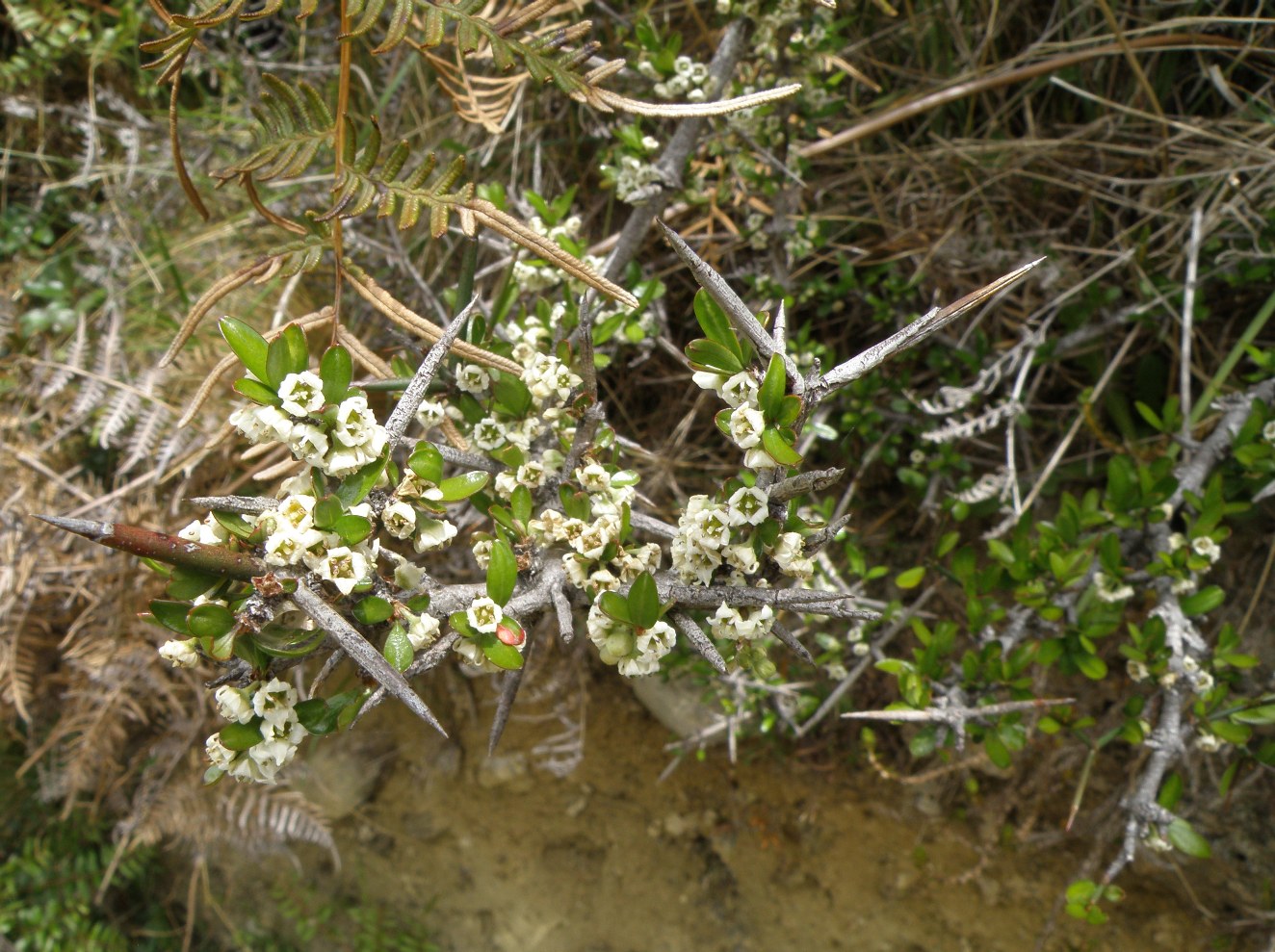 Image of Discaria toumatou specimen.