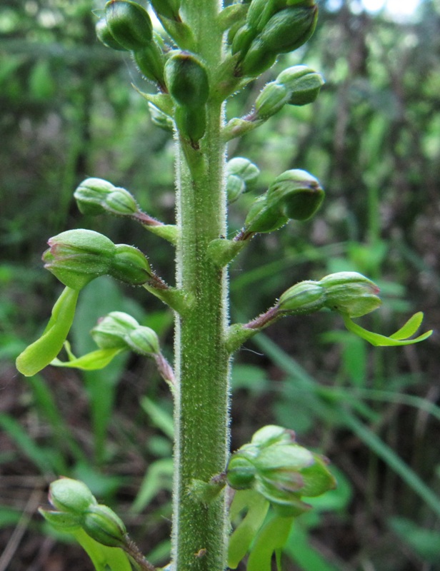 Изображение особи Listera ovata.