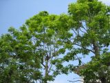 Phellodendron sachalinense. Кроны молодых деревьев. Сахалин, г. Южно-Сахалинск. Июнь 2012 г.