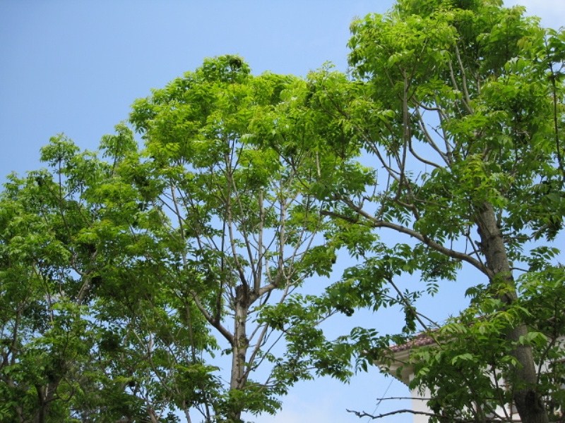 Image of Phellodendron sachalinense specimen.