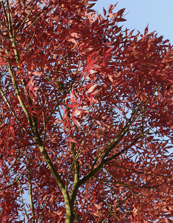 Изображение особи Fraxinus oxycarpa.