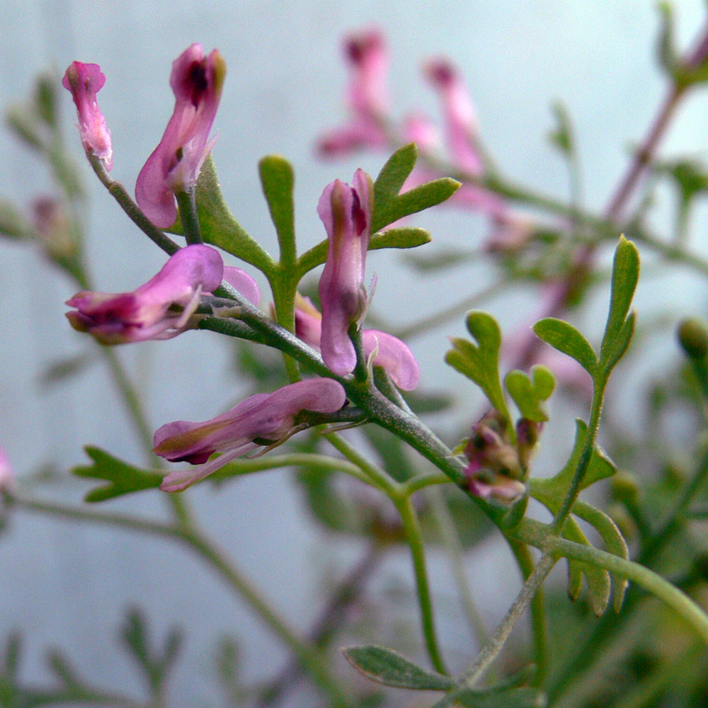 Image of Fumaria officinalis specimen.