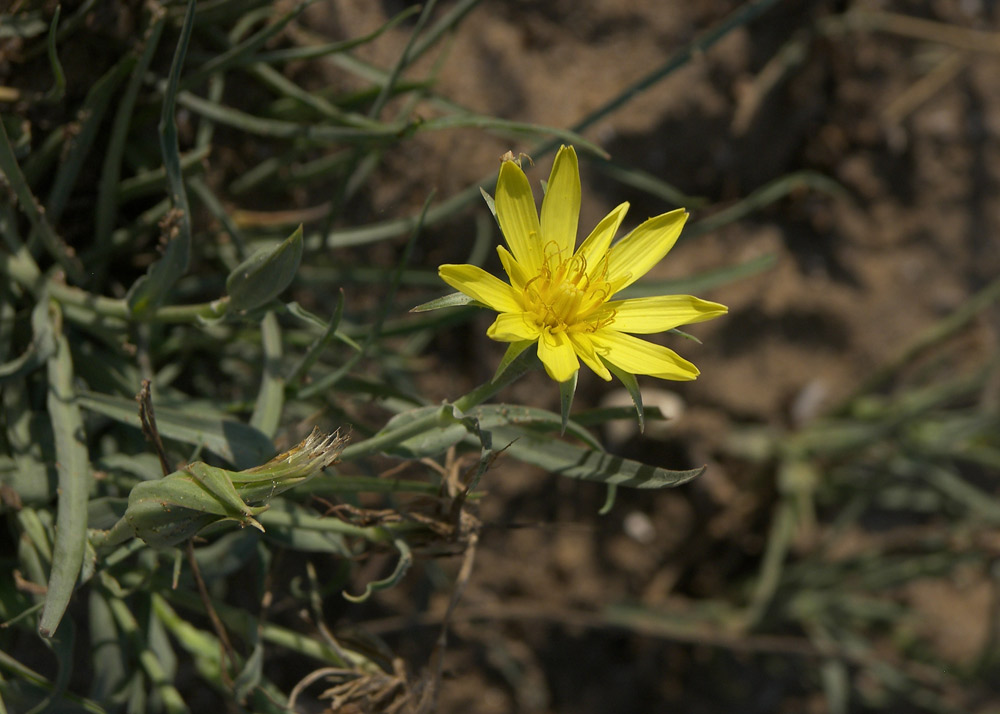 Image of Tragopogon serotinus specimen.